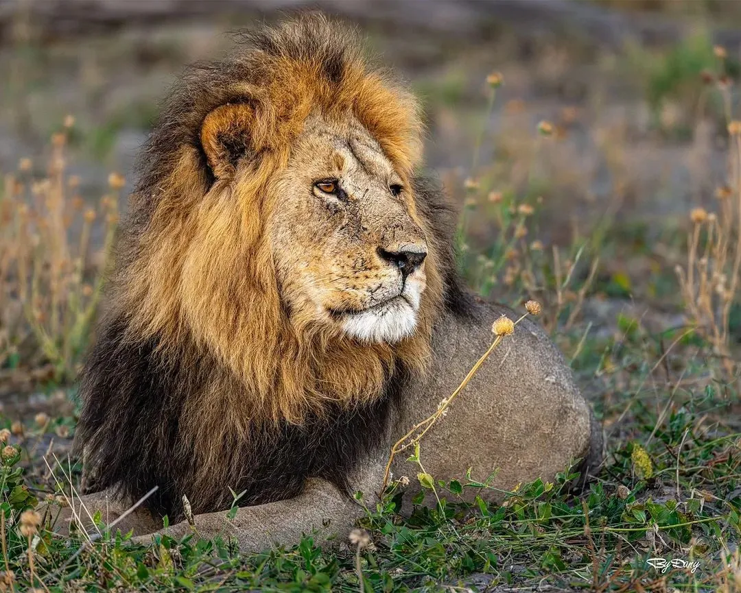 Maasai Mara