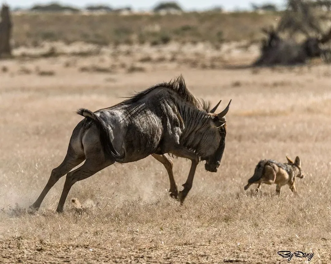 Tanzania Safari