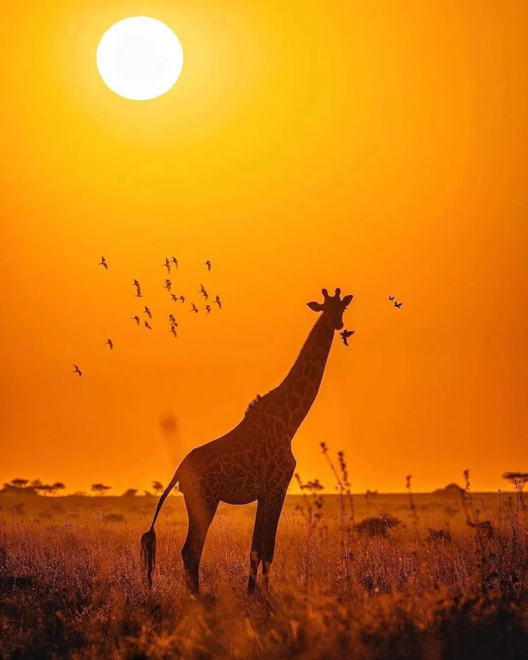 Uganda Safari
